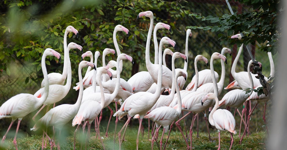 Îngrijorări legate de siguranța unui pui de ligru din România: grădina zoologică improvizată a fost închisă