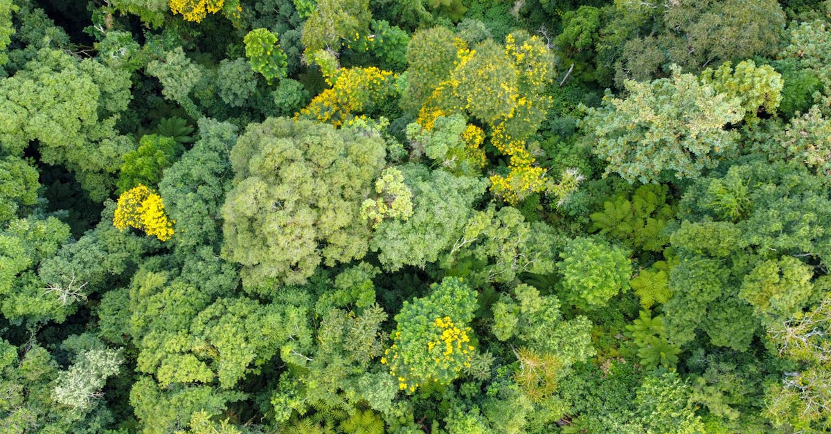 De ce arborii căzuți sunt esențiali pentru biodiversitate în pădurile din Dorna Candrenilor