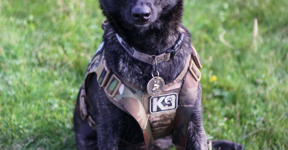 Loki, câinele Poliției Neamț, strălucește ca șef de promoție în cursul MAI