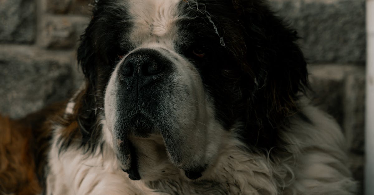 Saint Bernard: un companion devotat și necesitățile sale esențiale