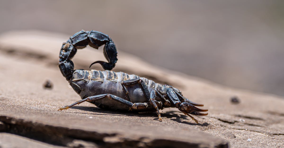 Descoperă lăcusta africană blindată: o insectă cu apărare impresionantă