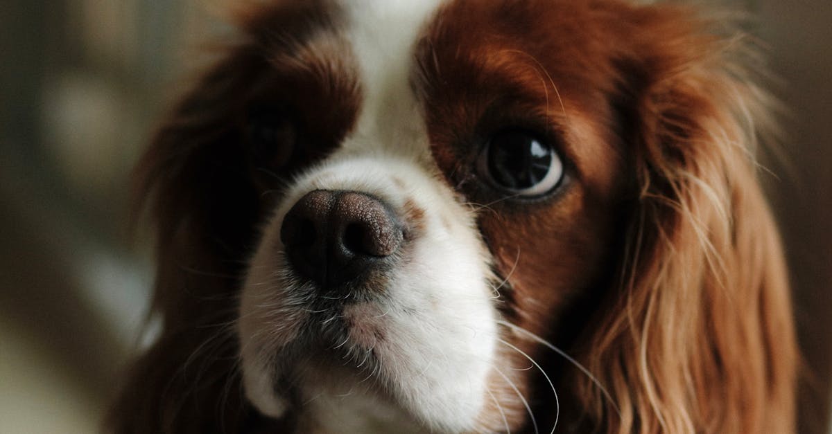 Cavalier King Charles Spaniel: câinele regal care a cucerit inimile iubitorilor de animale