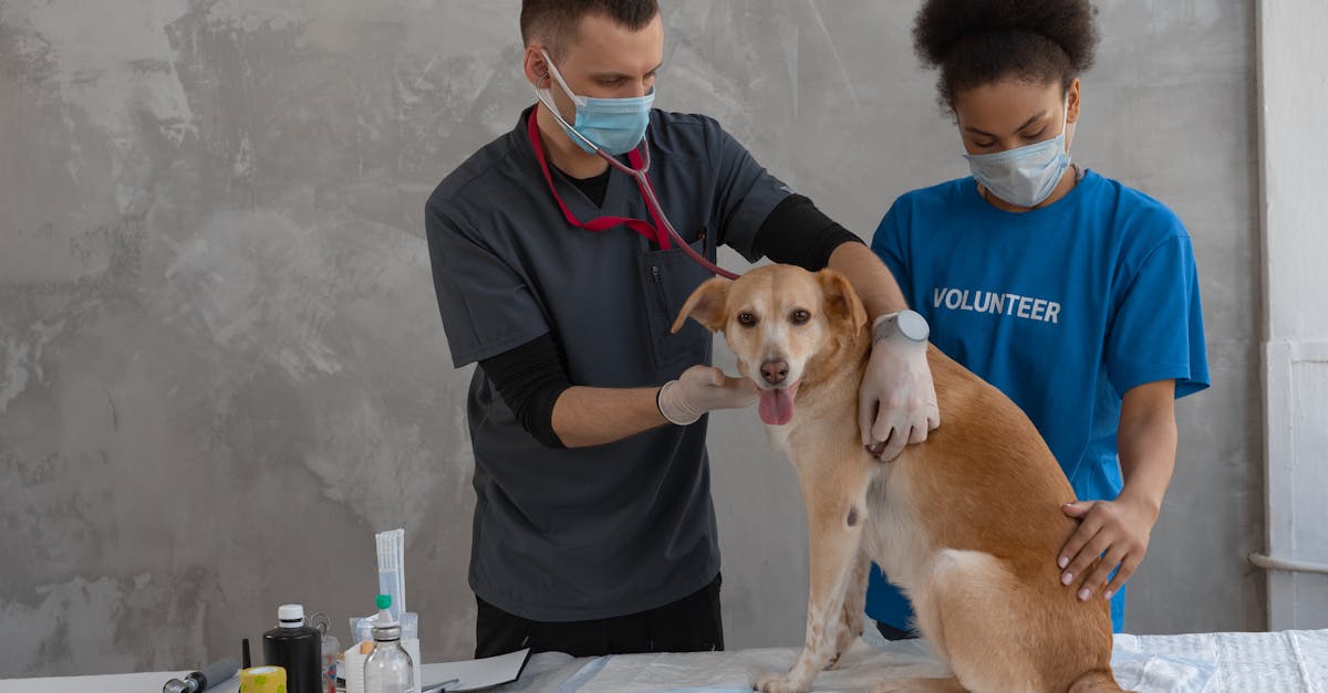 Vasluiul se confruntă cu o criză în vaccinarea animalelor împotriva antraxului și rabiei