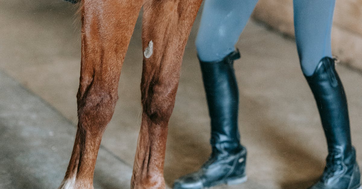 Alertă sanitar-veterinară în Vaslui: un caz de pestă porcină confirmat în Negrești