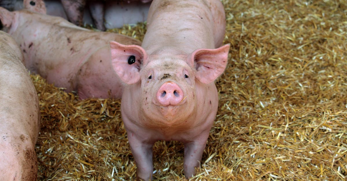 Alertă în Cluj: măsuri esențiale împotriva pestei porcine africane