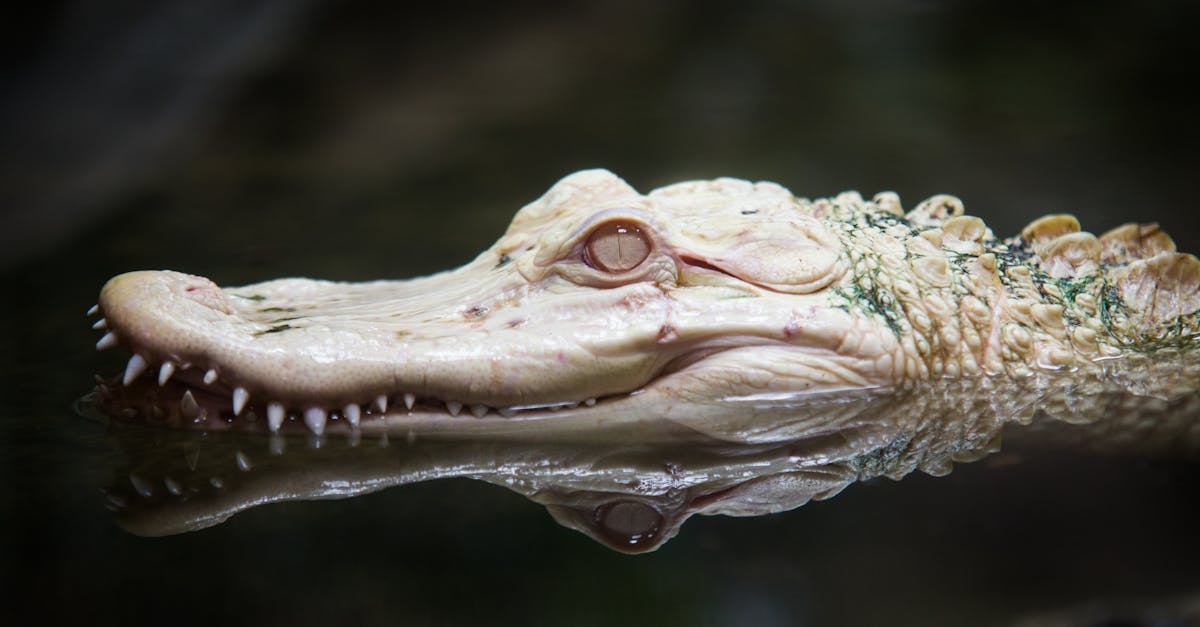 Nașterea unui vițel rar la Grădina Zoologică din Târgu Mureș