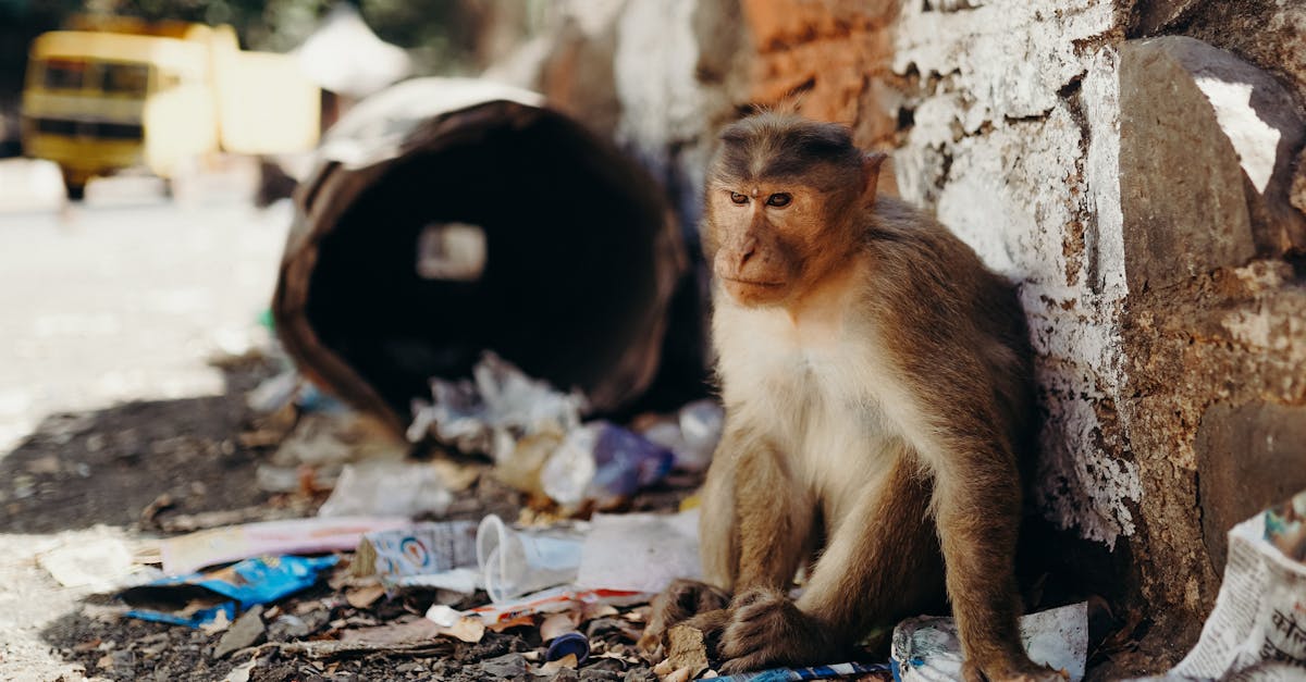 Căldura extremă afectează grav fauna din Dolj: animale moarte și măsuri de salvare