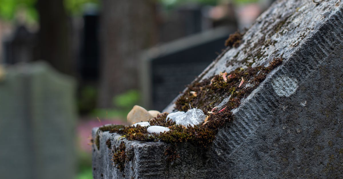 Descoperirea cimitirului evreiesc din Timișoara: între istorie și speranță