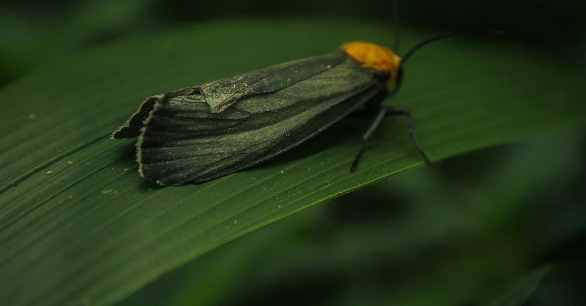 Descoperă lăcusta frunză: insecta care se camuflează perfect în natură
