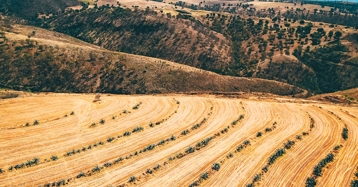 Fermierii români se confruntă cu criza fructelor de pădure din cauza vremii extreme