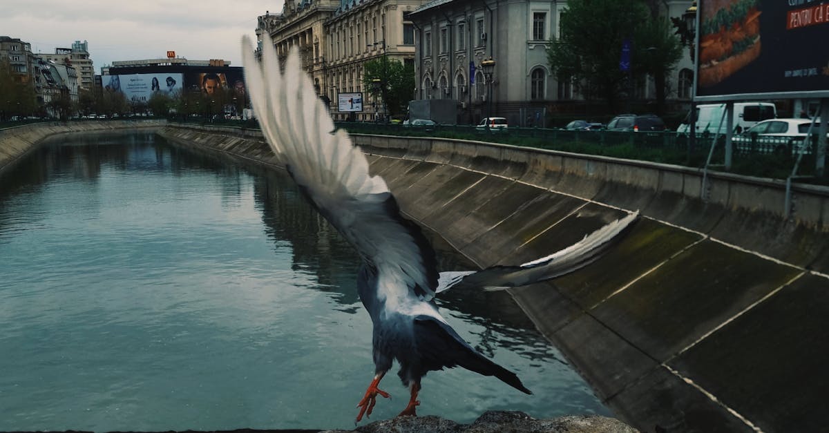 Speciile sălbatice prosperă în orașele României, adaptându-se la viața urbană