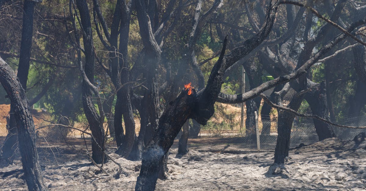 Incendii devastatoare în Caraș-Severin: peste 30 de traverse de cale ferată distruse