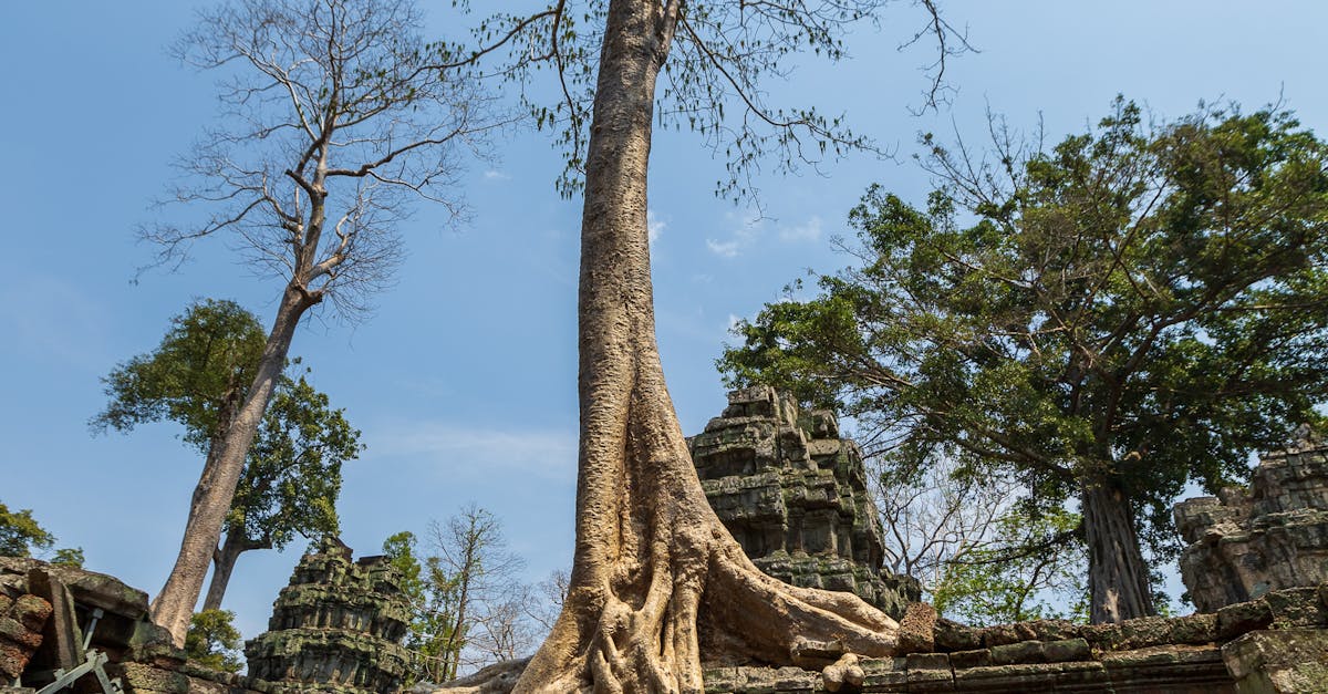 Descoperă cele 26 de noi situri UNESCO: de la castele de vis la păduri tropicale inovatoare