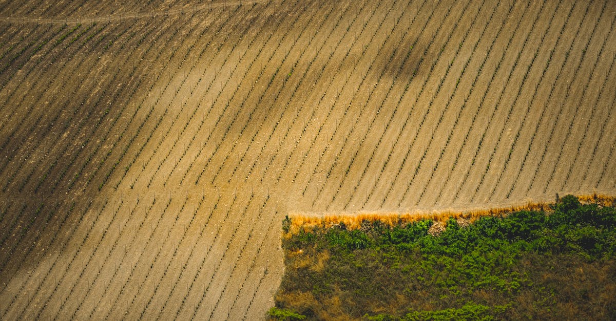 Fermierii din Bihor se retrag din agricultură: subvențiile nu mai sunt suficiente