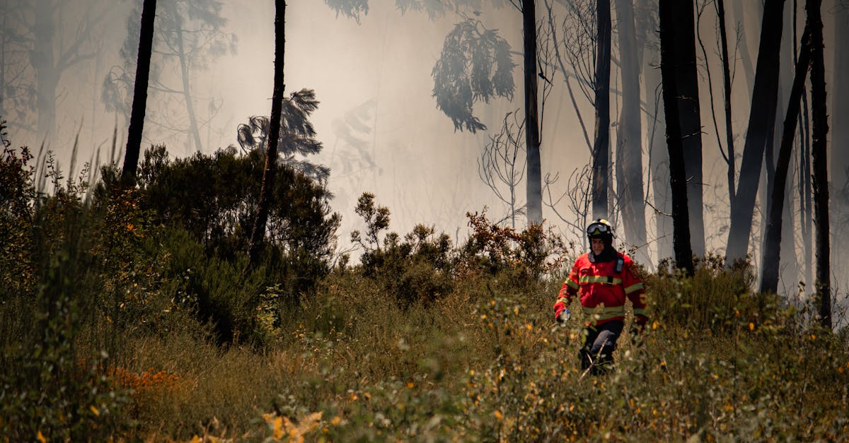 Incendiile de vegetație din Timiș: peste 100 de hectare afectate în iulie