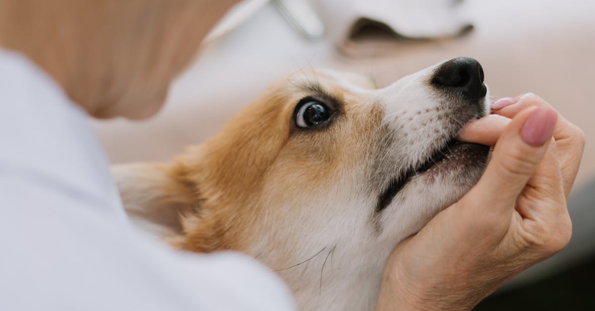 Bătrână atacată și jefuită în timpul hrănirii animalelor în Timișoara