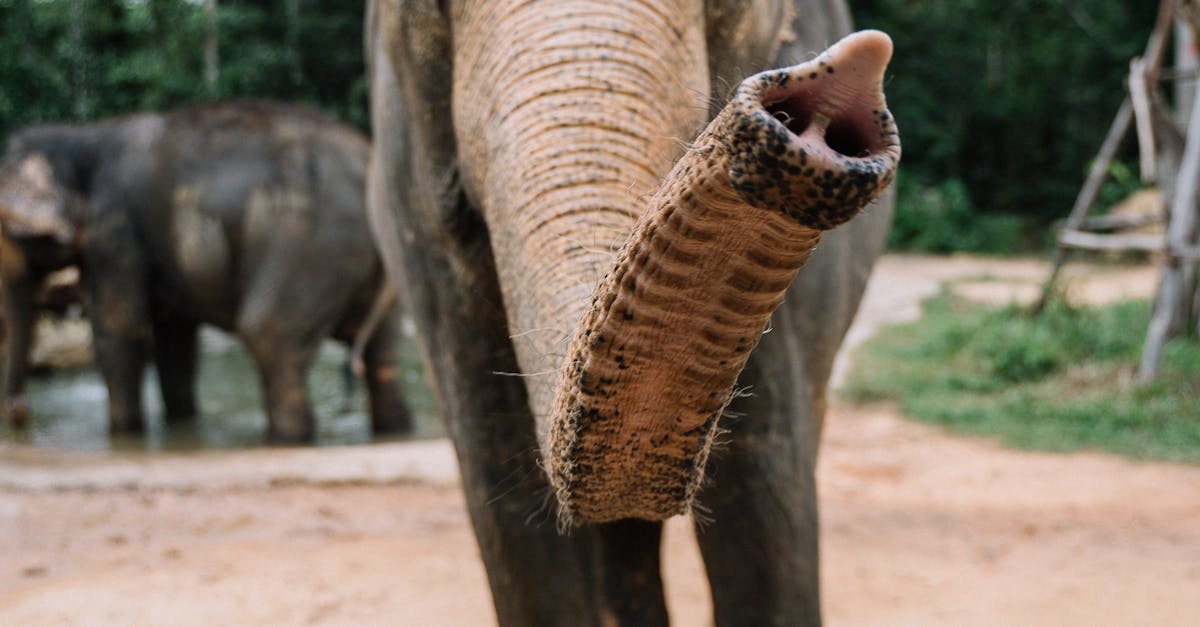 Un bărbat din Dâmbovița a creat o grădină zoologică ilegală în curtea sa