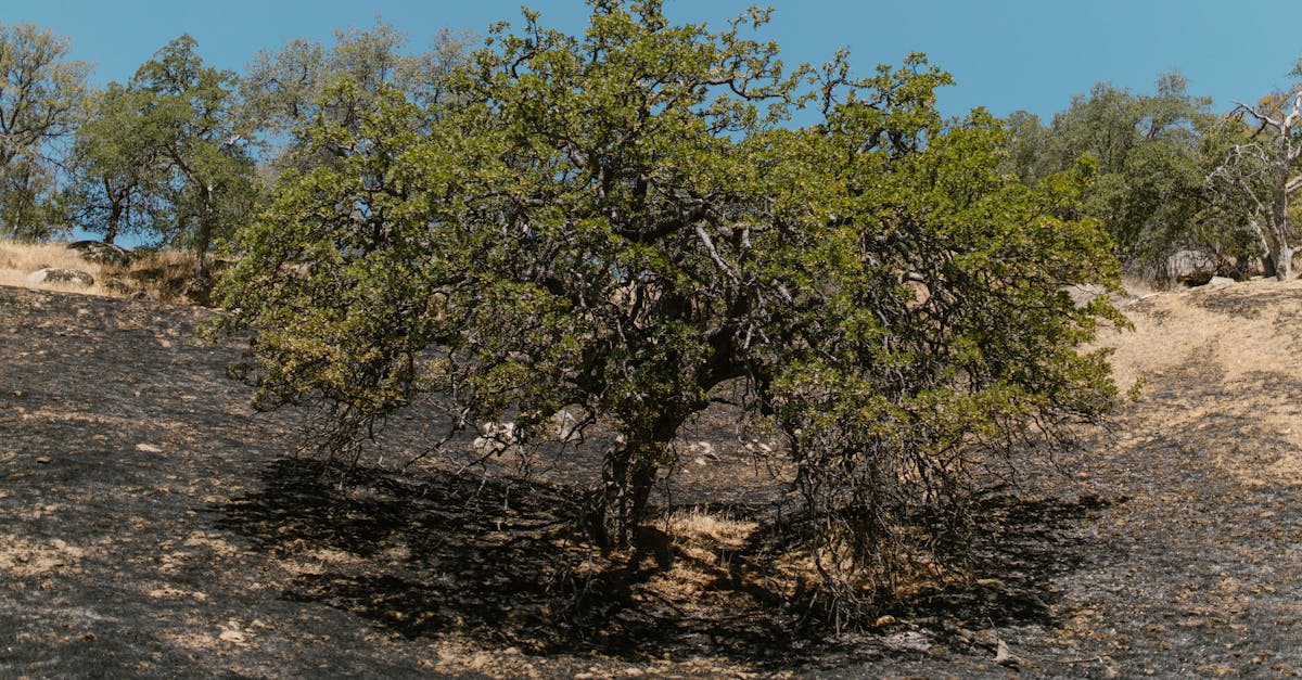 Spania și Scandinavia se confruntă cu caniculă extremă și incendii devastatoare