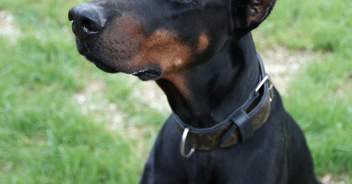 Descoperă totul despre Doberman: un câine de pază loial și inteligent