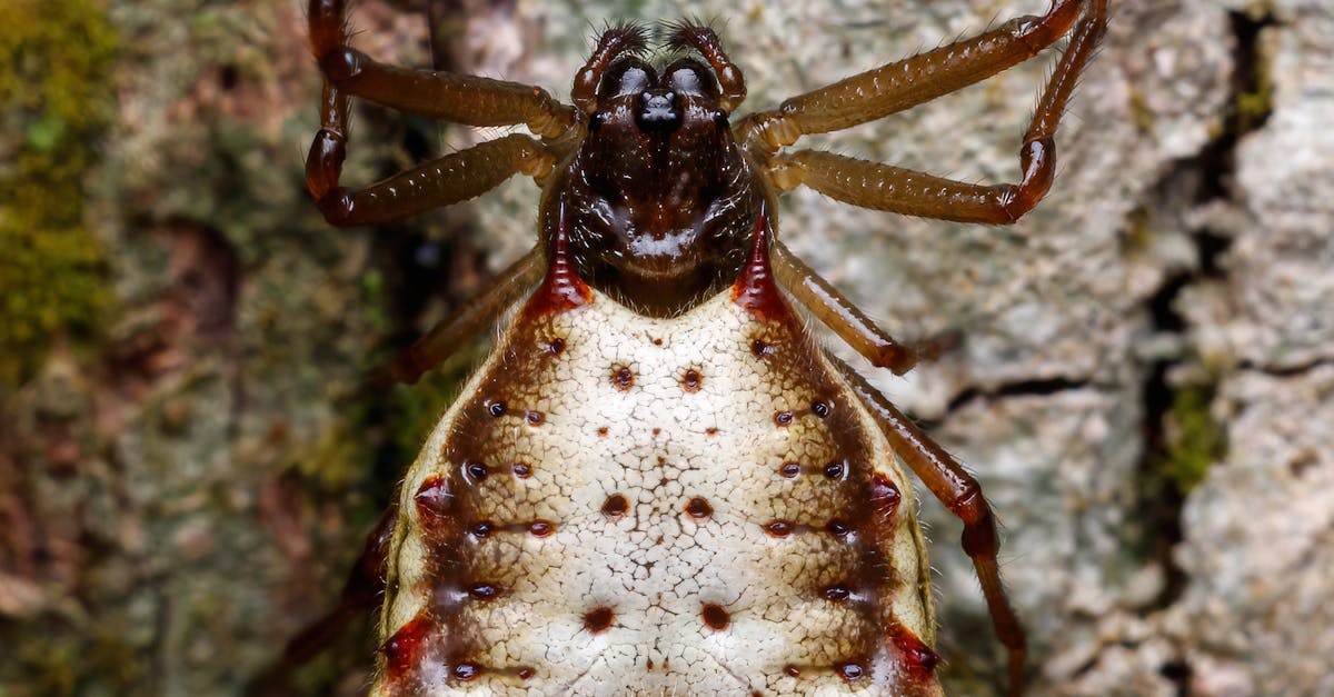 Descoperă păianjenul săgeată: o minune a biodiversității