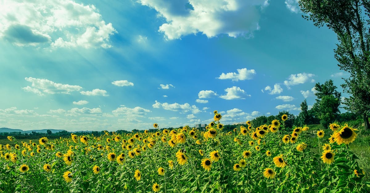 România se confruntă cu o criză a floarei-soarelui, în ciuda estimărilor de producție record