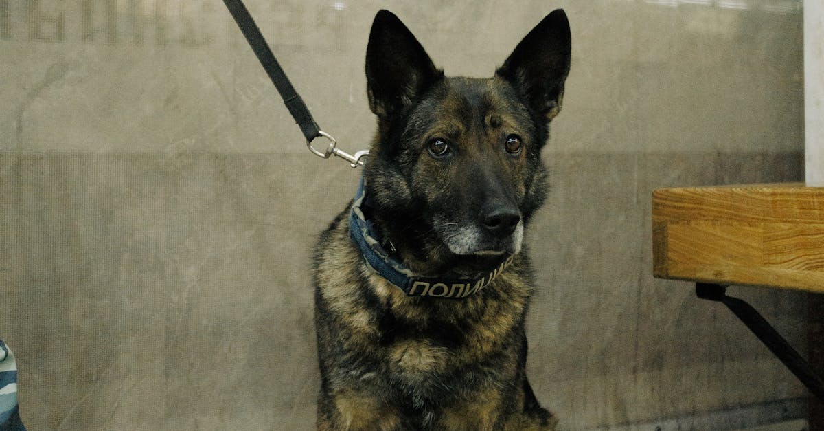 Gipsy, câinele de serviciu al Poliției din Brăila, împlinește 9 ani de devotament