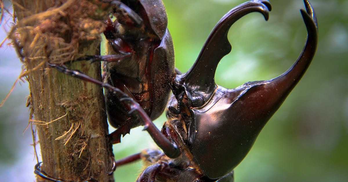 Cărăbușul Hercules: gigantul insectelor din pădurile tropicale