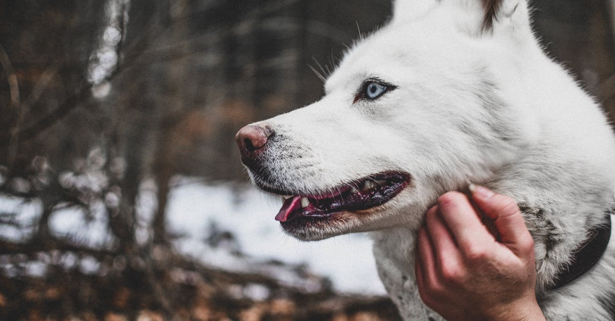 Laika: cățelușa care a schimbat istoria explorării spațiale