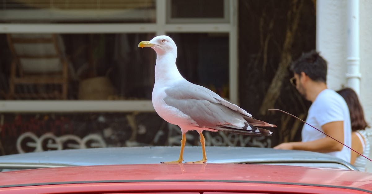 Locuitorii din Cluj-Napoca se plâng de pescărușii zgomotoși care le tulbură liniștea