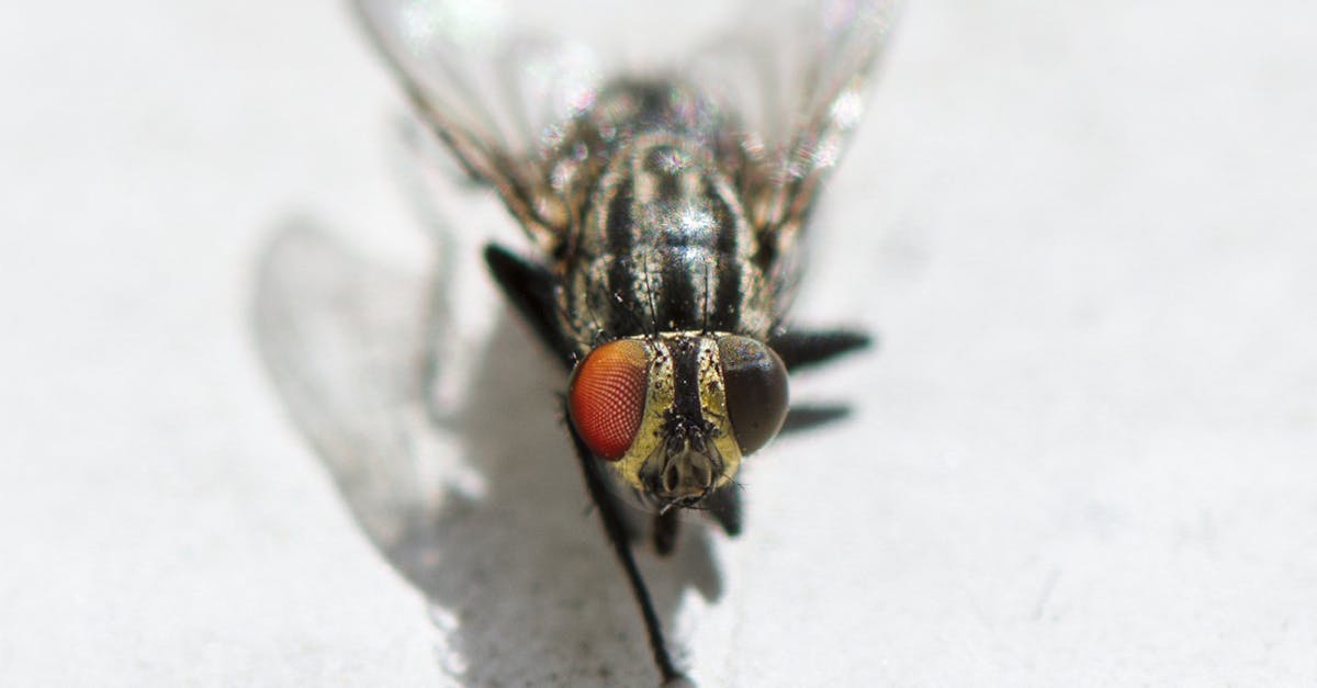 Ghidul complet pentru o vară fără insecte: cum să scăpați de muște, țânțari și furnici