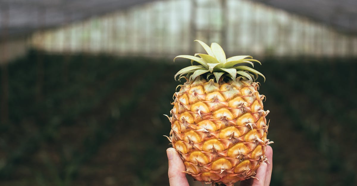 Pepeni exotici: descoperă noile soiuri din România care cuceresc rafturile supermarketurilor