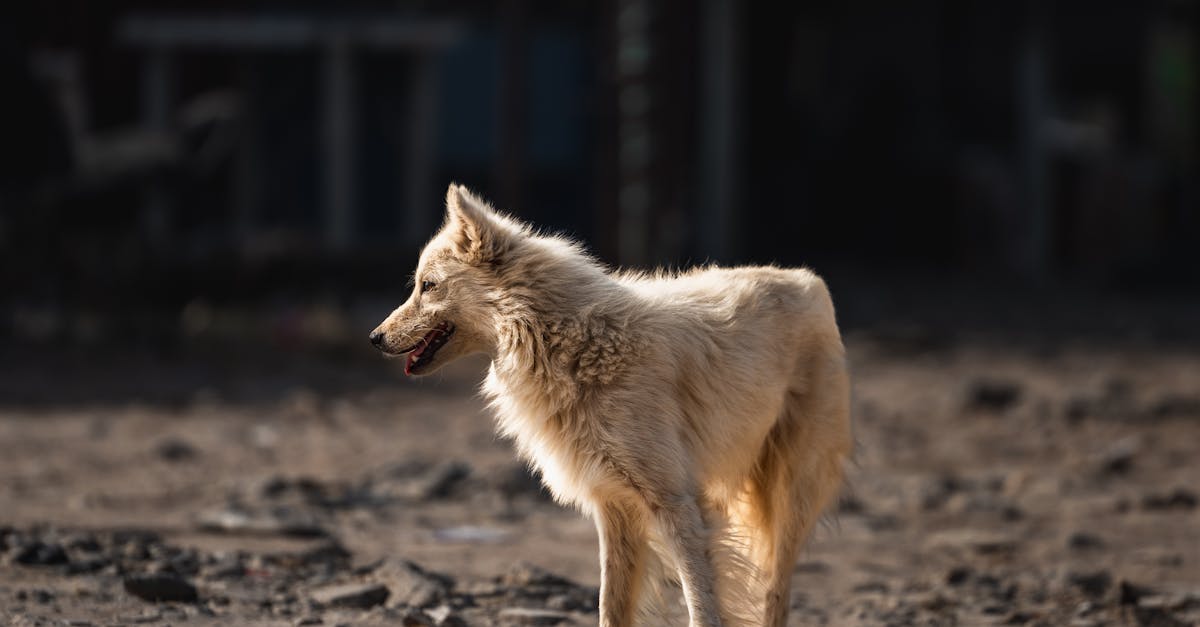 Locatarii din Cluj-Napoca se plâng de animalele lăsate să se adune în fața blocului