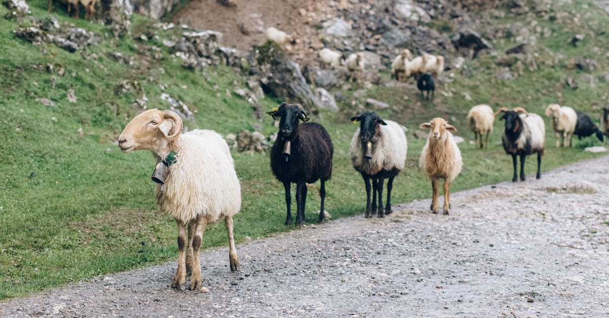 Extinderea focarului de variolă la oi și capre: peste 3.000 de animale sacrificate în Olt