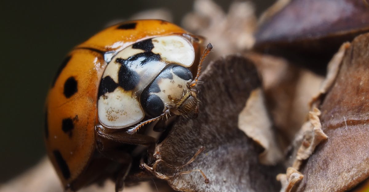 Gândacul de copac cu spini: un maestru al camuflajului în regnul insectelor