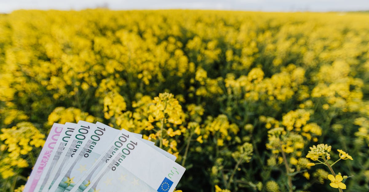 Cât de mult teren agricol este deținut de străini în județul Vaslui?