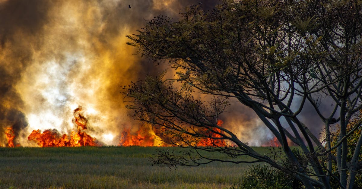 Arad: șapte incendii stinse într-o singură zi, cetățenii sunt avertizați