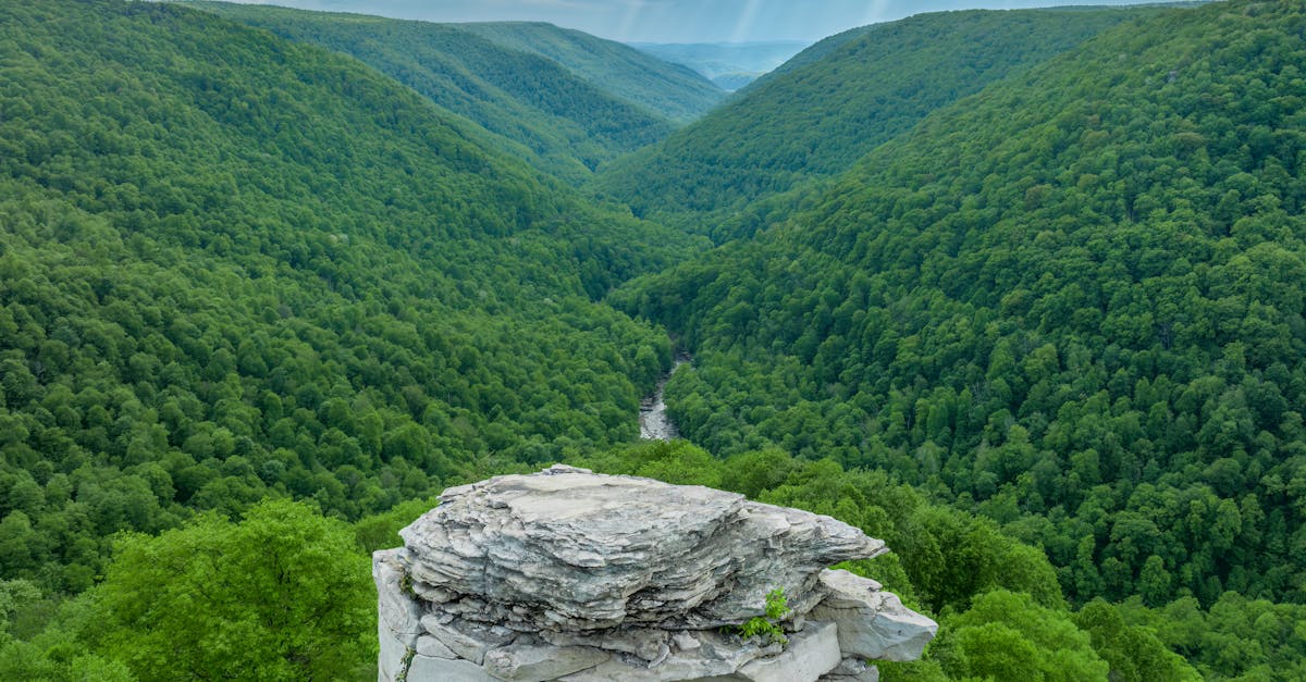 Descoperă aventura: Wild Experience Fest 2025 caută voluntari entuziaști