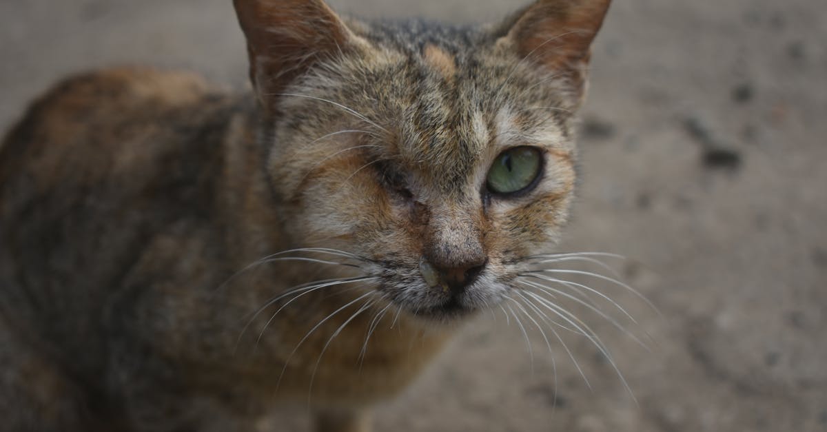 Pisică abandonată în Cluj-Napoca: o poveste de salvare emoționantă