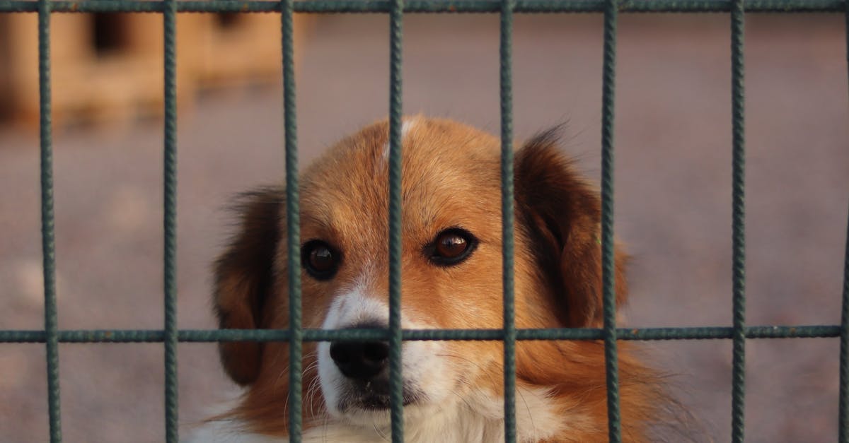 Cățeluși salvați dintr-un sac abandonat pe o stradă din Botoșani