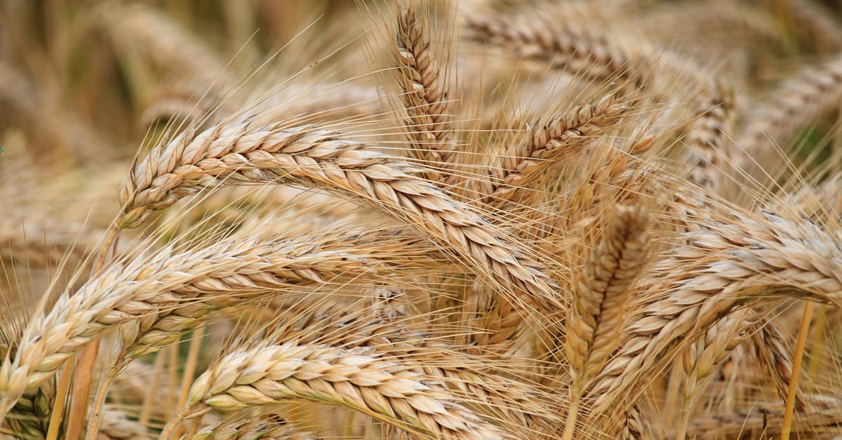 Producțiile agricole din Botoșani cresc în 2025 comparativ cu anul trecut