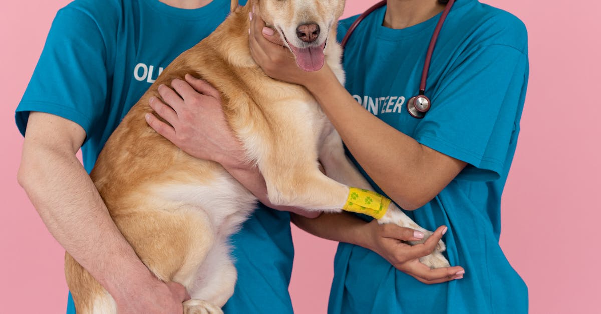 Un alt cățel își găsește căminul perfect: campania de adopție continuă