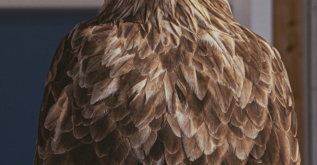 Inovație în îngrijirea aviară: cum grădina zoologică hrănește un pui de vultur rar