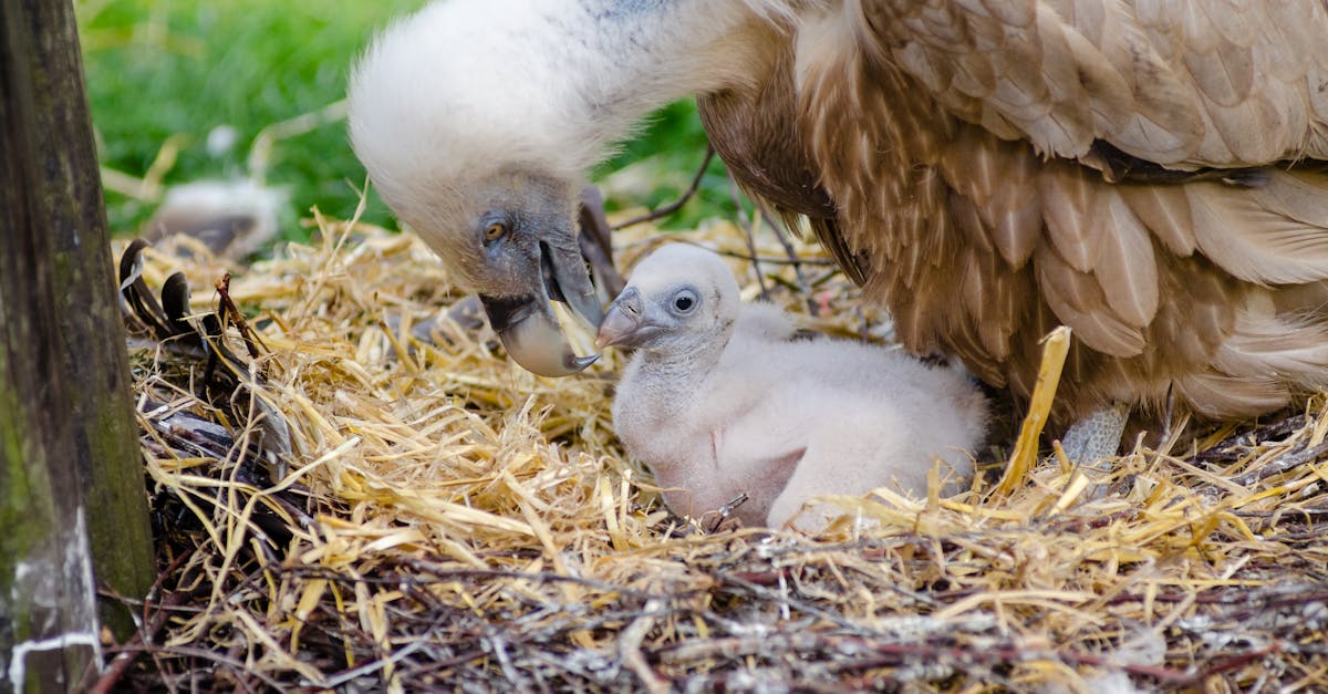 Descoperă cum grădinarii zoologici îngrijesc un pui de vultur rar