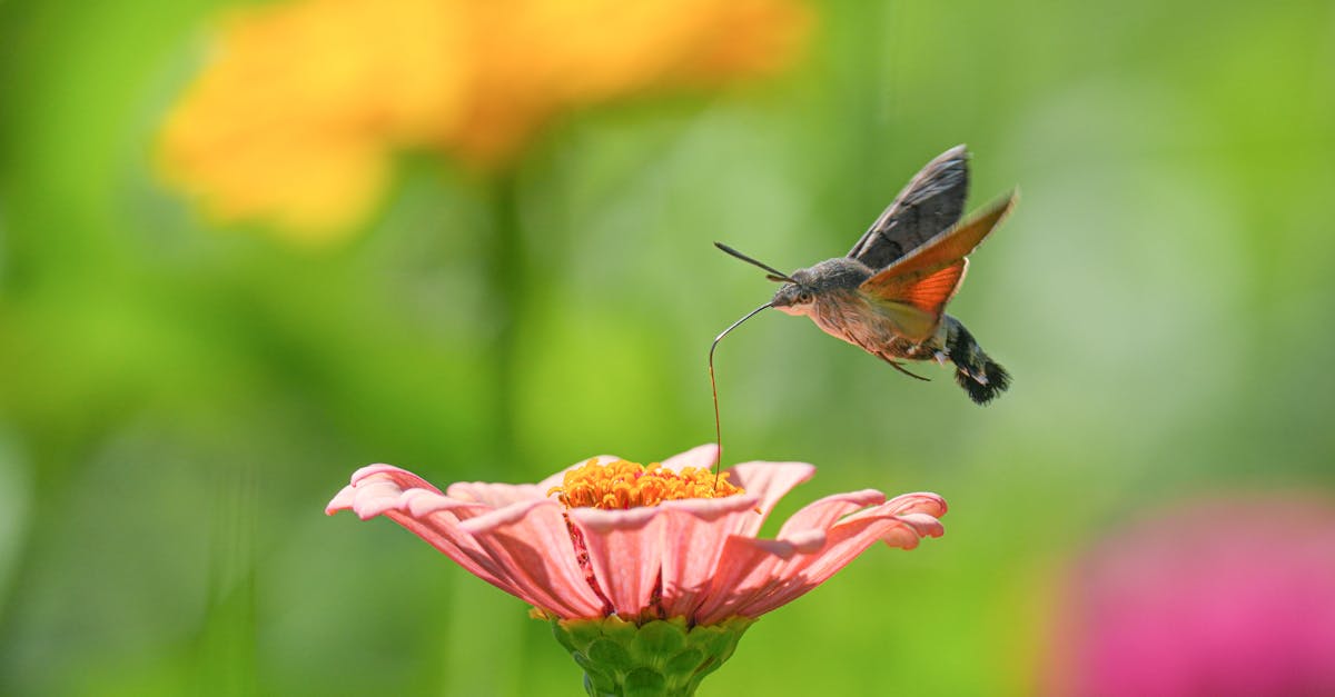 Fluturele colibri: o mică minune zburătoare în grădinile din România