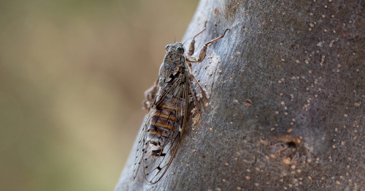 Cicadele: insectele care încântă vara cu melodiile lor unice