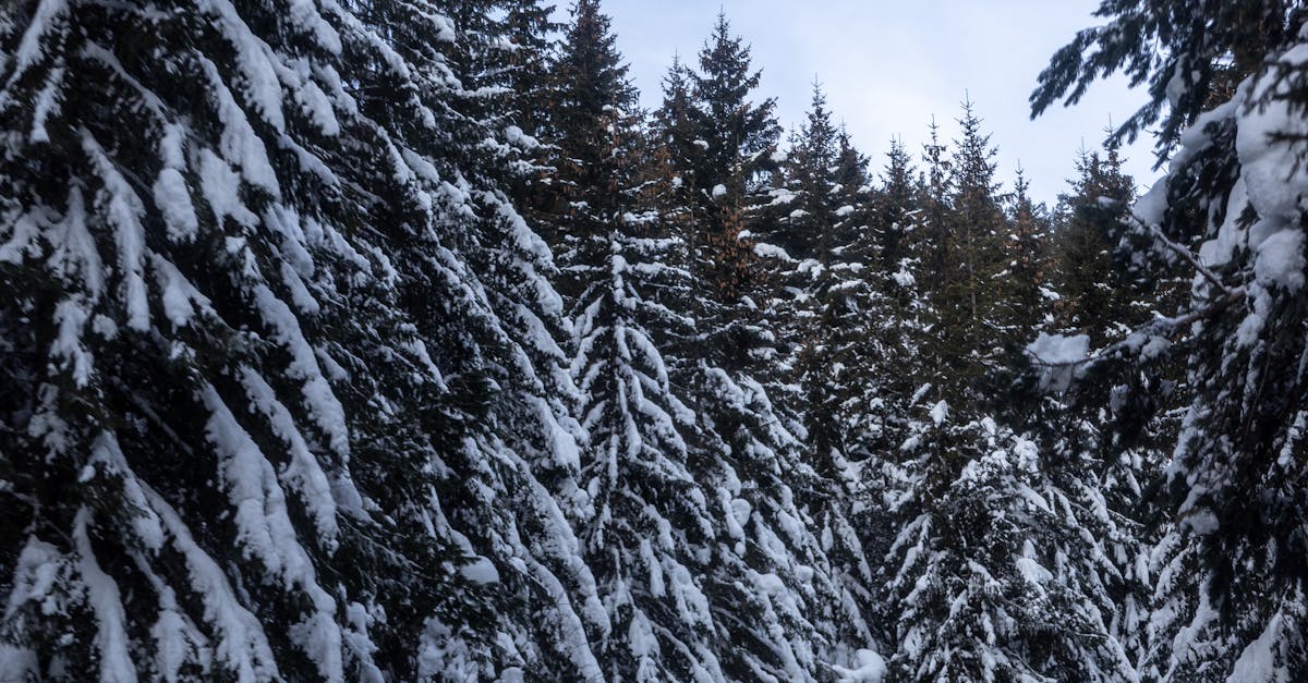 România se confruntă cu o caniculă extremă: temperaturi record în toată țara