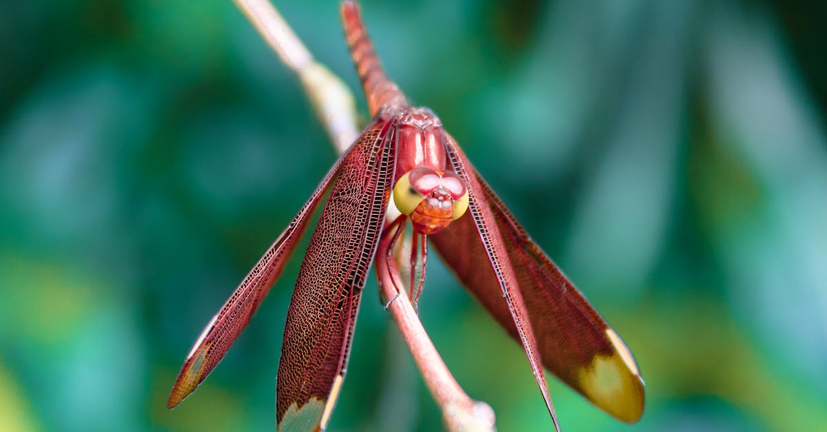 Descoperă Neurothemis fluctuans, libelula impresionantă cu aripi roșii din Asia