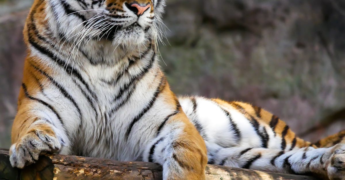 Sărbătoarea tigrilor la Grădina Zoologică Brașov
