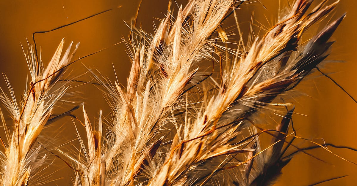 Seceta afectează agricultura din Alba, dar grâul atinge producții record