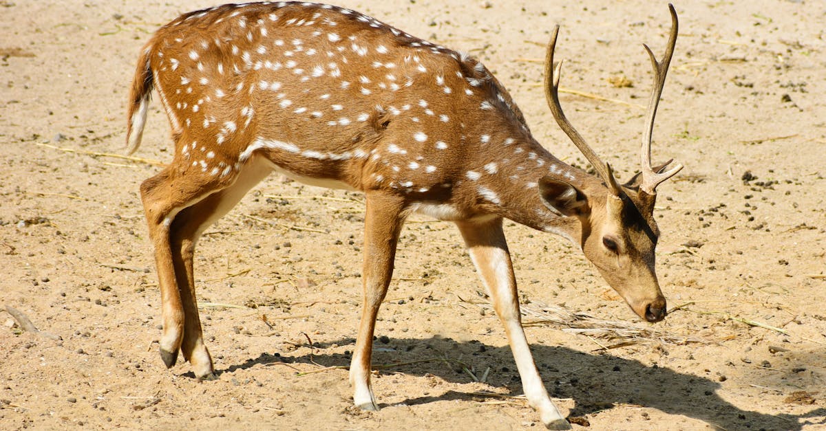 Descoperiri fascinante în Parcul Natural Bucegi: ciute și viței în habitatul lor natural